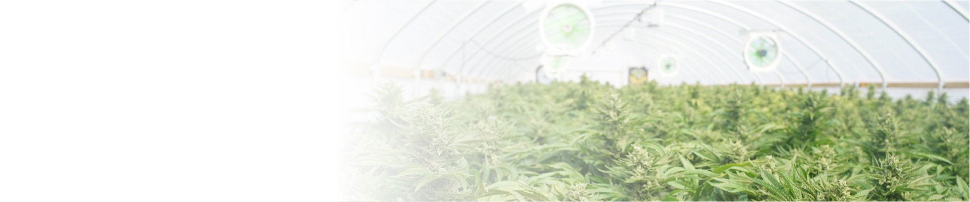 cannabis temperature monitoring