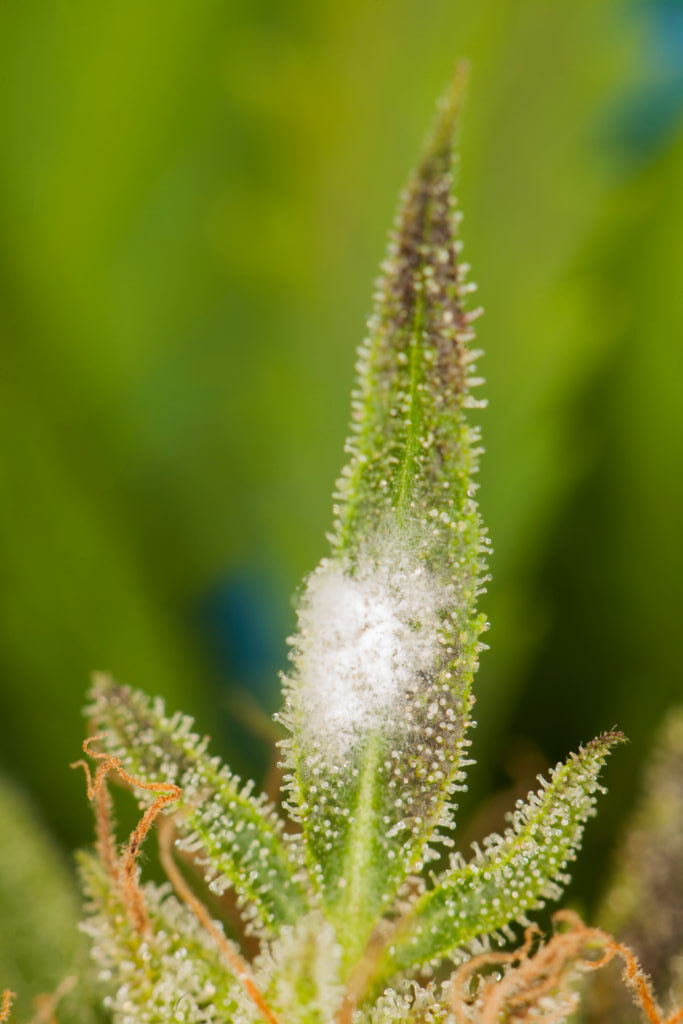Cannabis plant