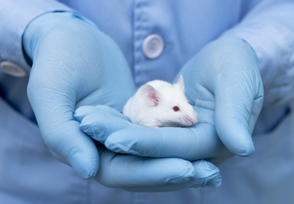 a pair of gloved hands holding a white lab rat
