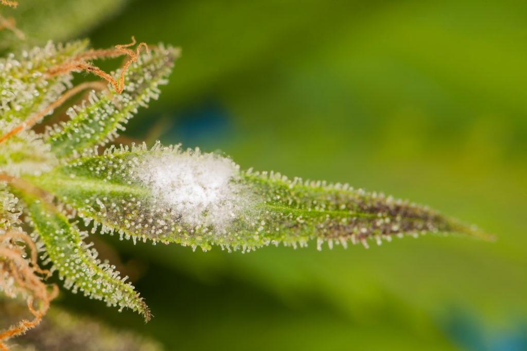 cannabis temperature monitoring